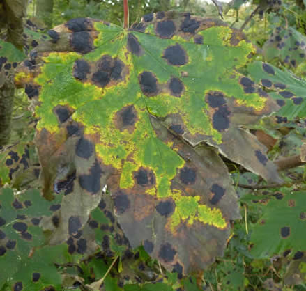 tar spot