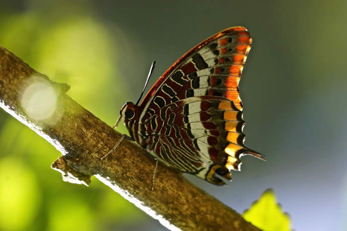 two-tailed pasha (Simon Tonkin)