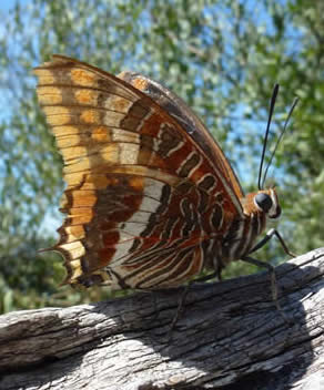 two-tailed pasha