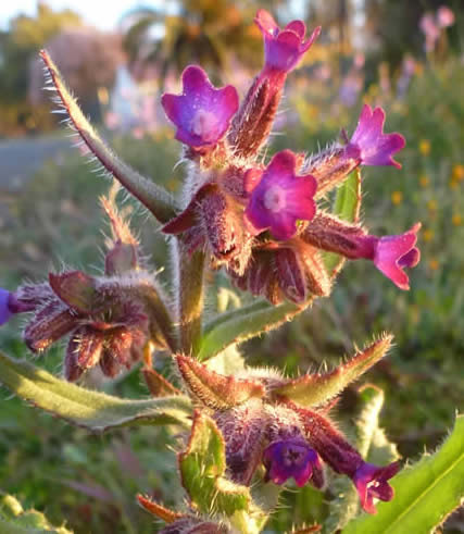 undulate anchusa