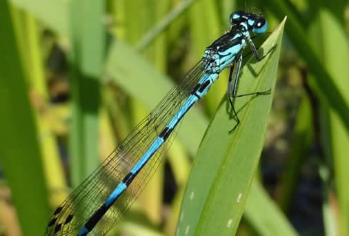 variable damselfly