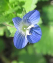 Veronica persica