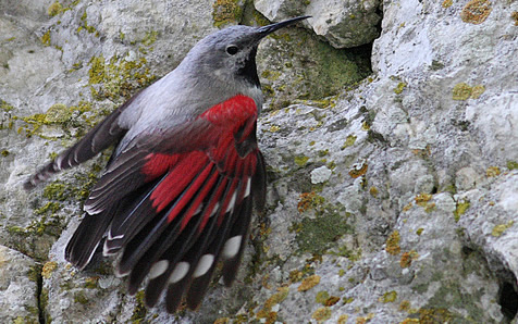 wallcreeper