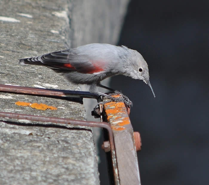 wallcreeper