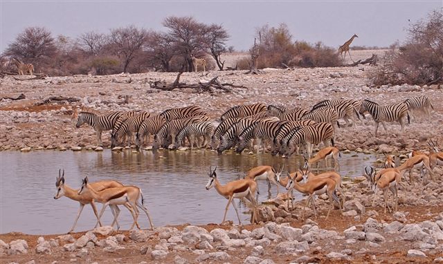 Namibia waterhole