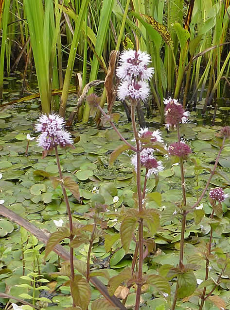 watermint