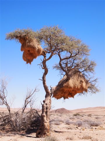 sociable weavers' nests