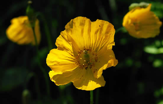 Welsh poppy