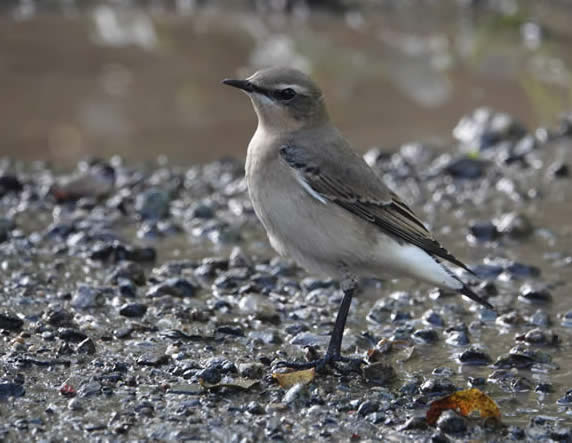 Wheatear (David Collins)