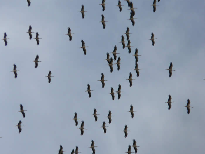 white stork flock