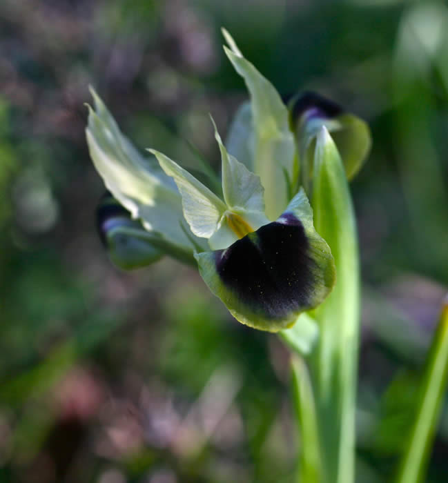 widow iris