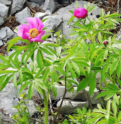 wild peonies