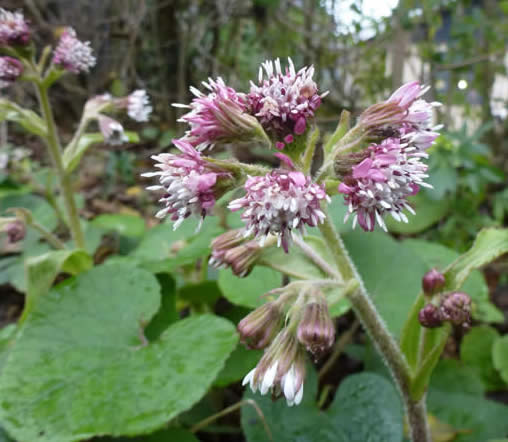 winter heliotrope