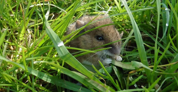 wood mouse