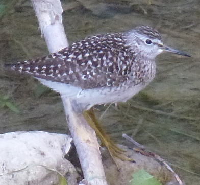 wood sandpiper