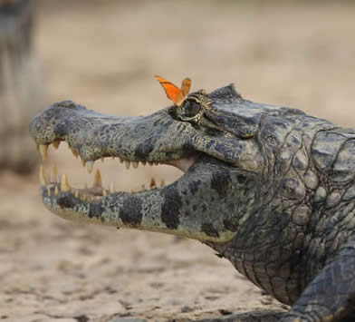 Yacaré caiman