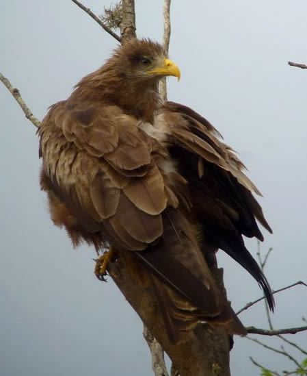 yellow-billed kite