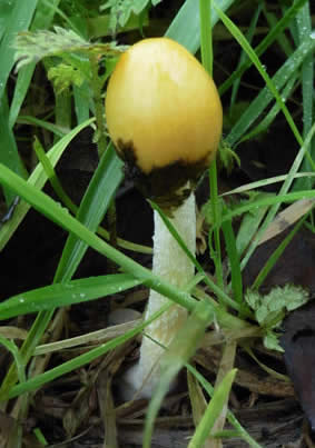 yellow field cap, Upton