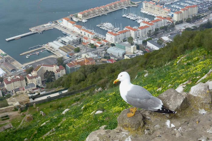 yellow-legged gull on Gibraltar
