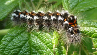 yellow-tail moth caterpillar
