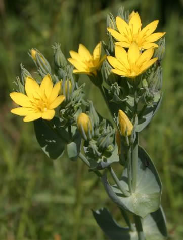 yellowwort