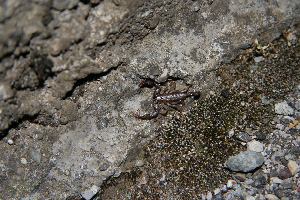 European scorpion (Chris Gibson)