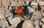 ladybird spider (Chris Gibson)