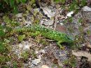 Green lizard - Aghia reservoir
