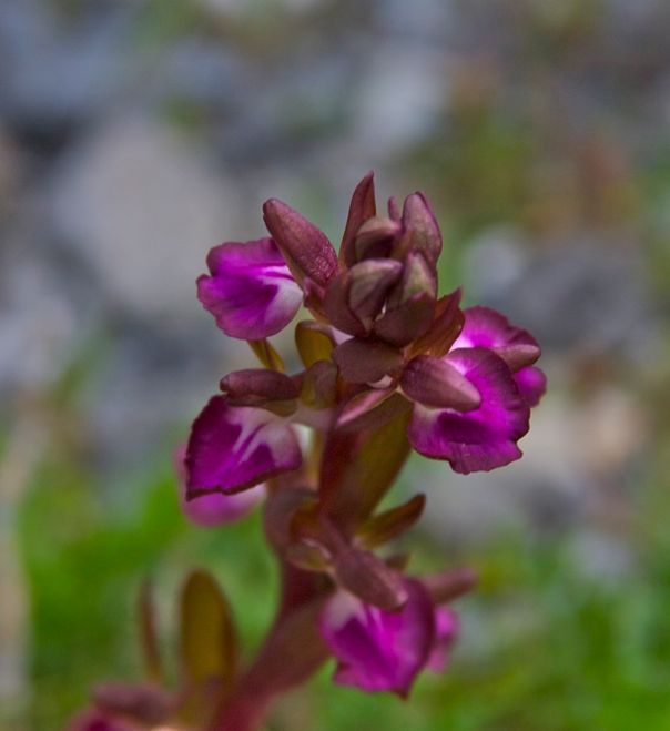 Orchis collina – Hill orchid or Fan-lipped orchid