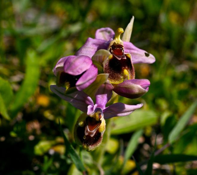  - 328 Ophrys tenthredinifera – Sawfly orchid