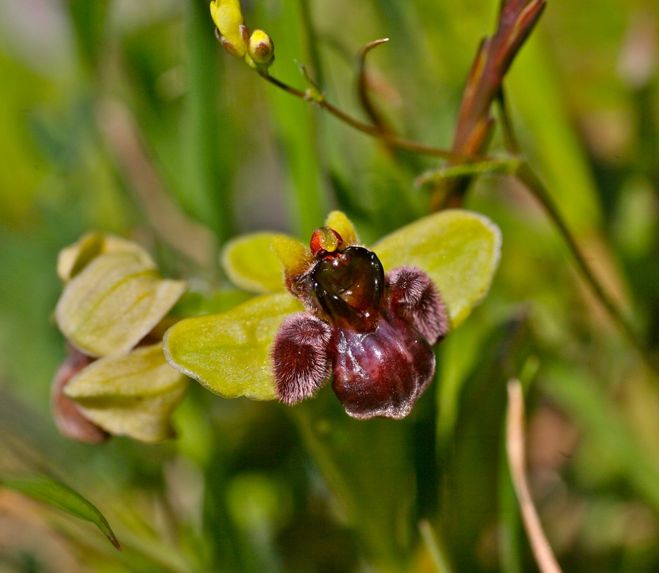 Ophrys bombyliflora – Bumblebee orchid