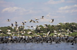 Pelicans and cormorants