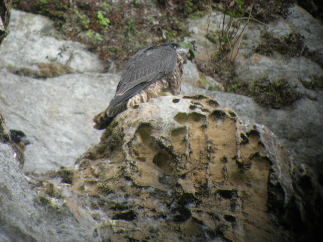 young peregrine, Rock St Christophe