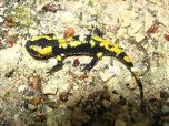fire salamander, Font de Gaume