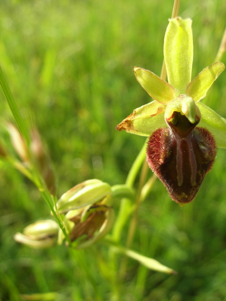 early spider orchid