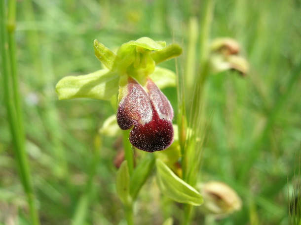 sombre bee orchid
