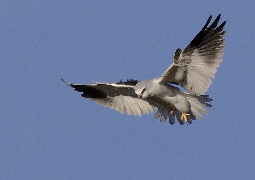 Black-shouldered kite (Steve Fletcher)