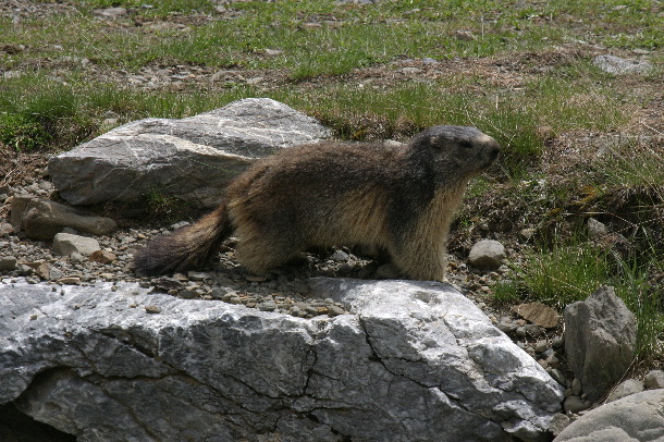 alpine marmot (Chris Gibson)