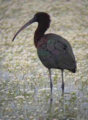 Glossy ibis (Rob Lucking)
