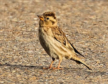 rock sparrow