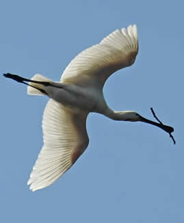 spoonbill