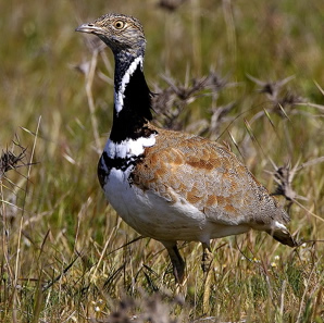 Little bustard (Steve Fletcher)