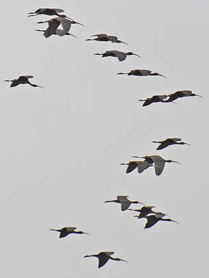 glossy ibises