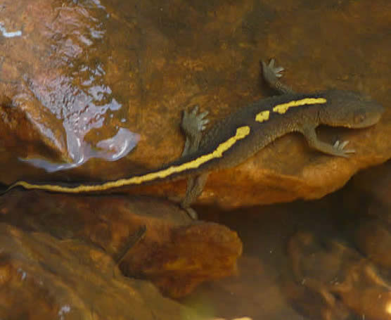 Pyrenean brook newt