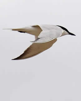 gull-billed tern