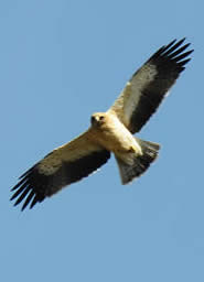 booted eagle