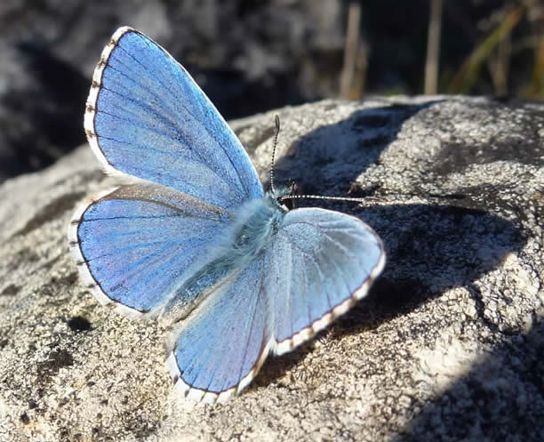 Adonis blue