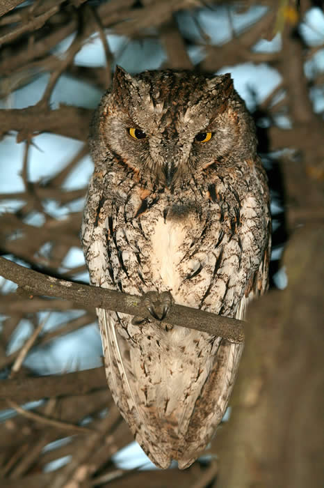 African scops owl