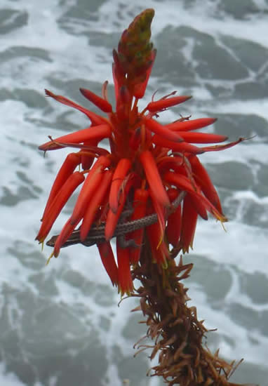 Aloe with Madeira wall lizard