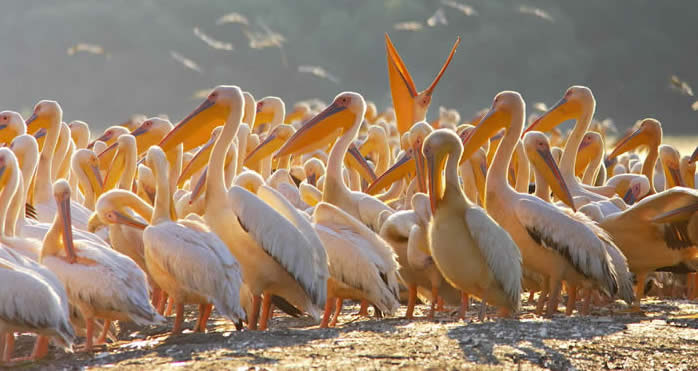 white pelicans